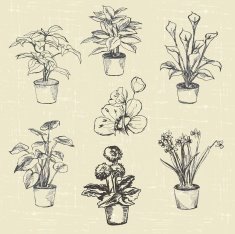 Flowers N380