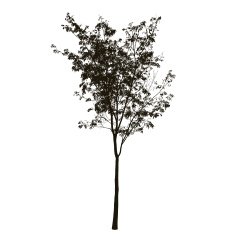 tree silhouette N76