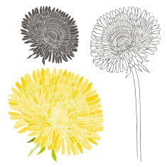 Set of dandelion isolated on white background Elements for design