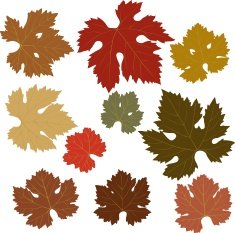 Autumn grape leaves