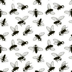 flies N2