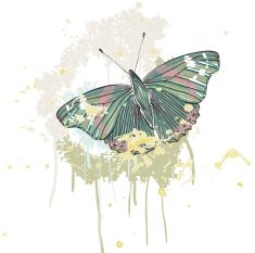 butterfly N141