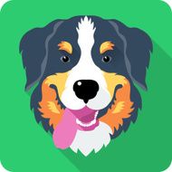bernese Mountain Dog dog icon flat design N2