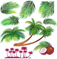 Tropical palms leaf