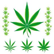 Cannabis Marijuana Hemp leafs