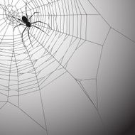 Spiderweb Background