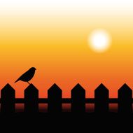 Bird Silhouette on a fence in sunset