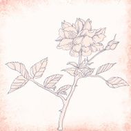 Beautiful vector background with hand drawn rose
