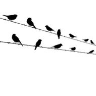 bird silhouettes on barb wire