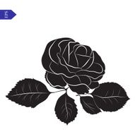 Flower and leaves of roses in black white vector N2