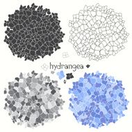 Set of hydrangeas isolated on white background N2