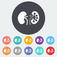 Human Kidney N4