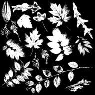 collection of white leaves element grunge N2