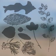 Vector collection of leaf silhouettes leaves N6
