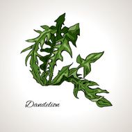 Colored drawing dandelion plant