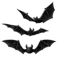 Bats Drawing N2