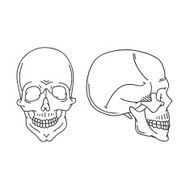 Skull hand drawn vector illustration N5