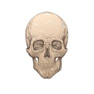 Skull hand drawn vector illustration N6
