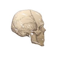 Skull hand drawn vector illustration N7