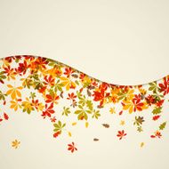 Vector autumn leaves N20