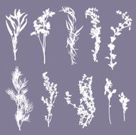 Herb Silhouette Collection N2