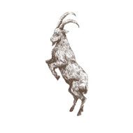 Goat abstract isolated on a white backgrounds vector illustration N11