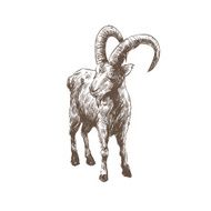 Goat abstract isolated on a white backgrounds vector illustration N12
