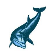 dolfin N2