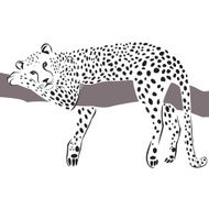 cheetah tiger