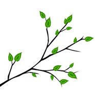 Branch with fresh green leaves vector