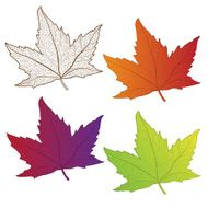 Collection colorful autumn leaves isolated N2