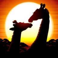 African Giraffes at the sunset