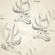 Sketch deer N4