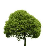 Colored Silhouette Tree Isolated on White Backgorund Vecrtor I N3