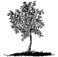Silhouette of a young apple tree