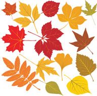 Autumn leaves with Veins