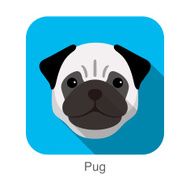 Pug dog face portrait flat icon design