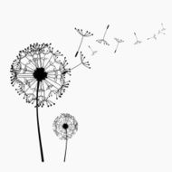 Dandelions N20