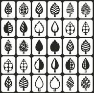 leaves of trees will