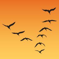 Pelicans Flying Sunset
