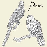 Two parrots Vector illustration N2
