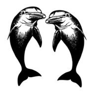 dolfins