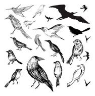 Birds N113