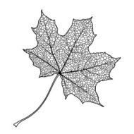 Maple Leaf N34
