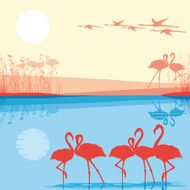 Pink Flamingos in the wild N2
