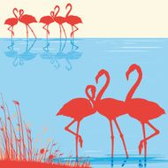 Pink Flamingos in the wild N3