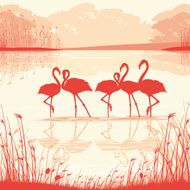 Pink Flamingos in the wild N4
