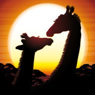 Two Giraffes silhouettes safari in savanna against hot sun