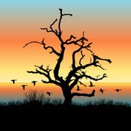 Old Oak Tree
