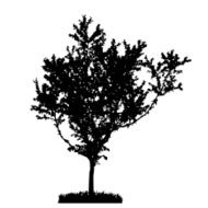 Tree Silhouette Isolated on White Backgorund Vecrtor Illustrati N53